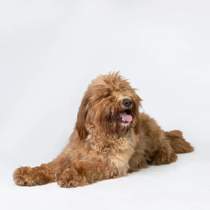 An adult large-sized male Golden Mixed Breed dog named Ronin for adoption in Dearborn, MI