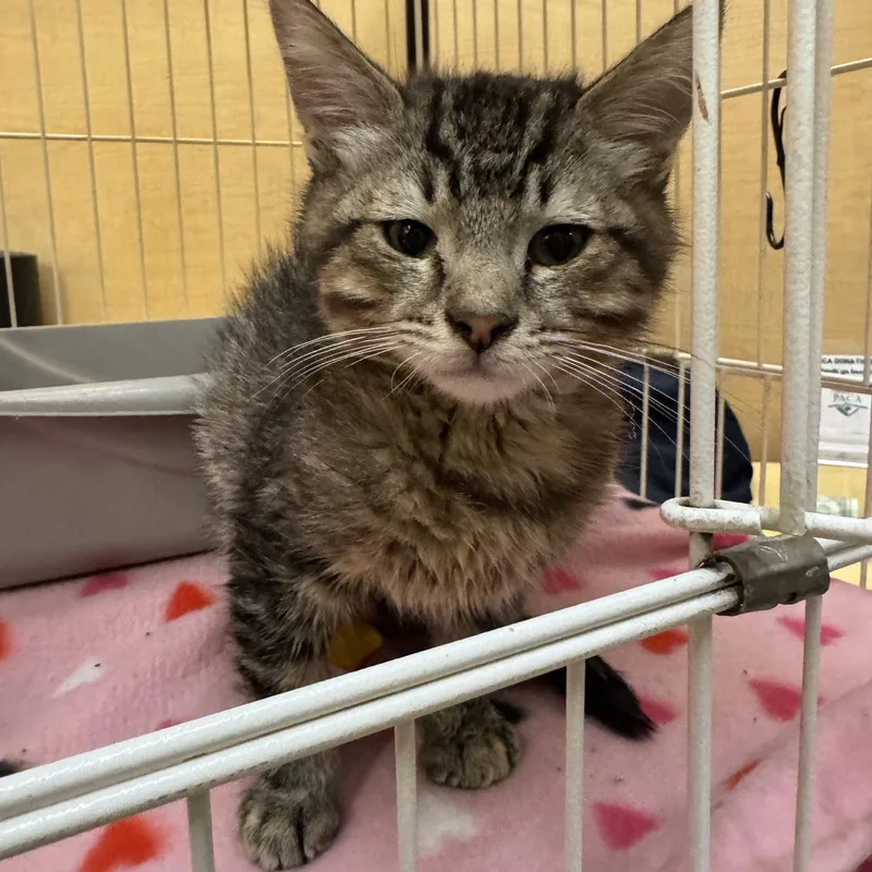 A baby medium-sized male Tabby (Brown / Chocolate) Tabby cat named Conway for adoption in Albuquerque, NM