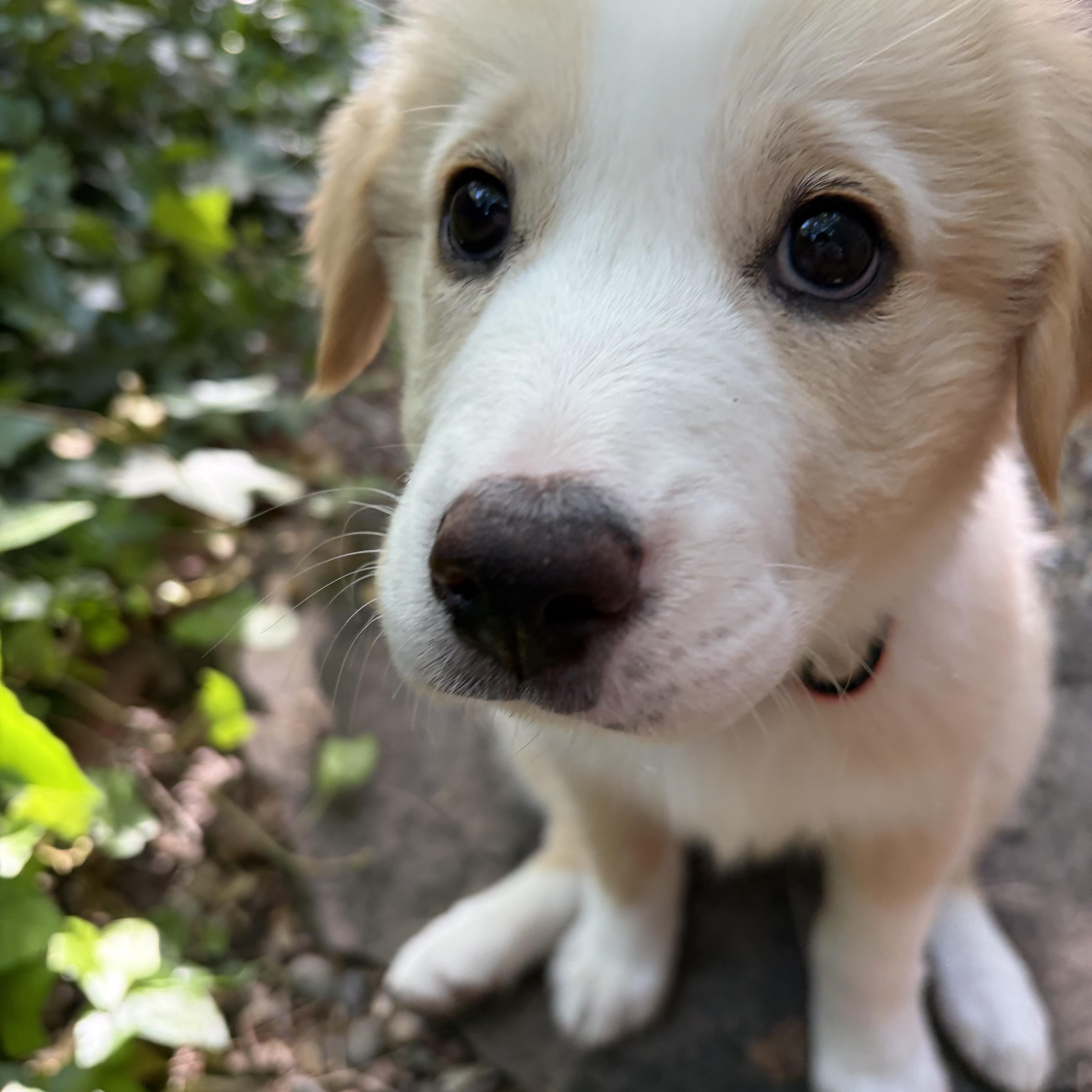 A baby medium-sized female Apricot / Beige Collie dog named Jasmine for adoption in Los Gatos, CA