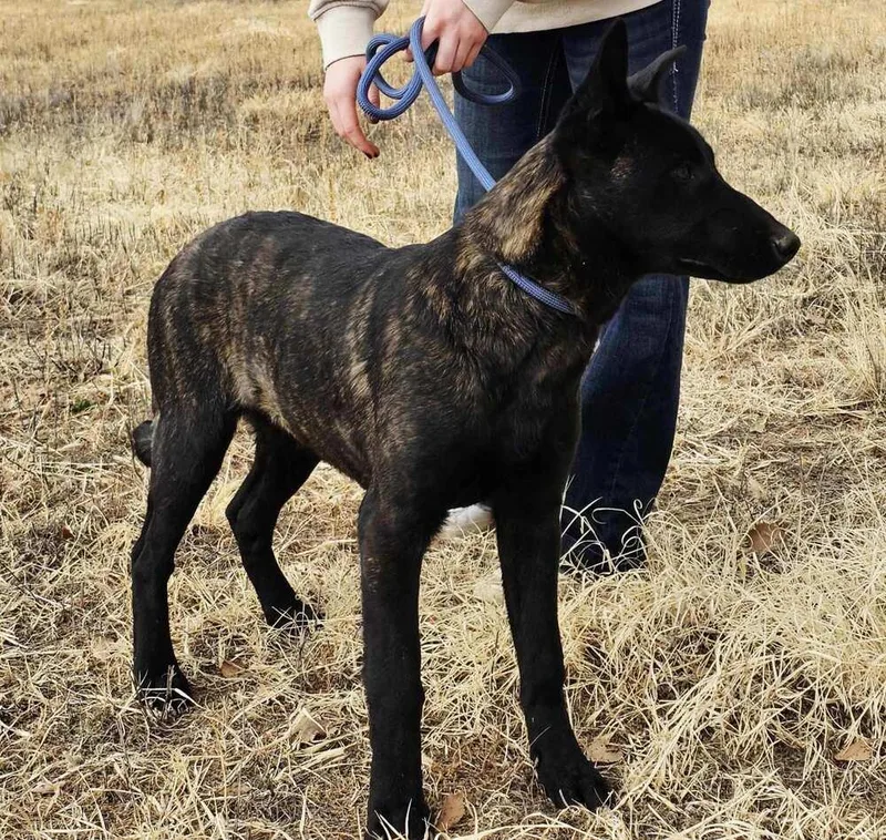 Cotton River Pups In thumbnail 2