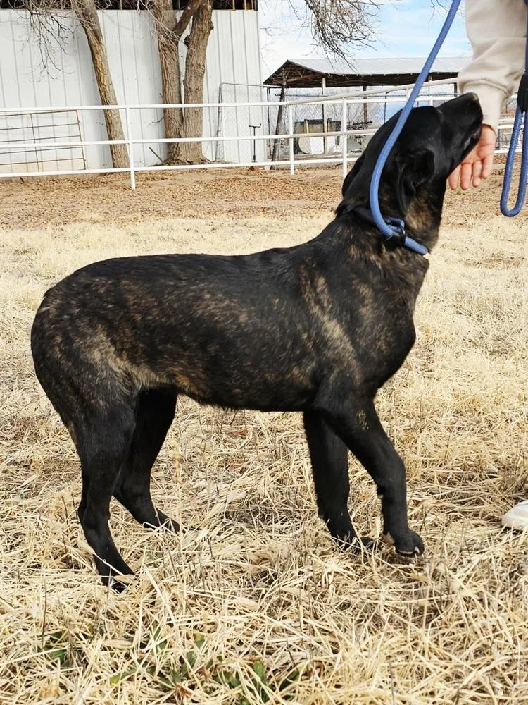 Cotton River Pups In thumbnail 3