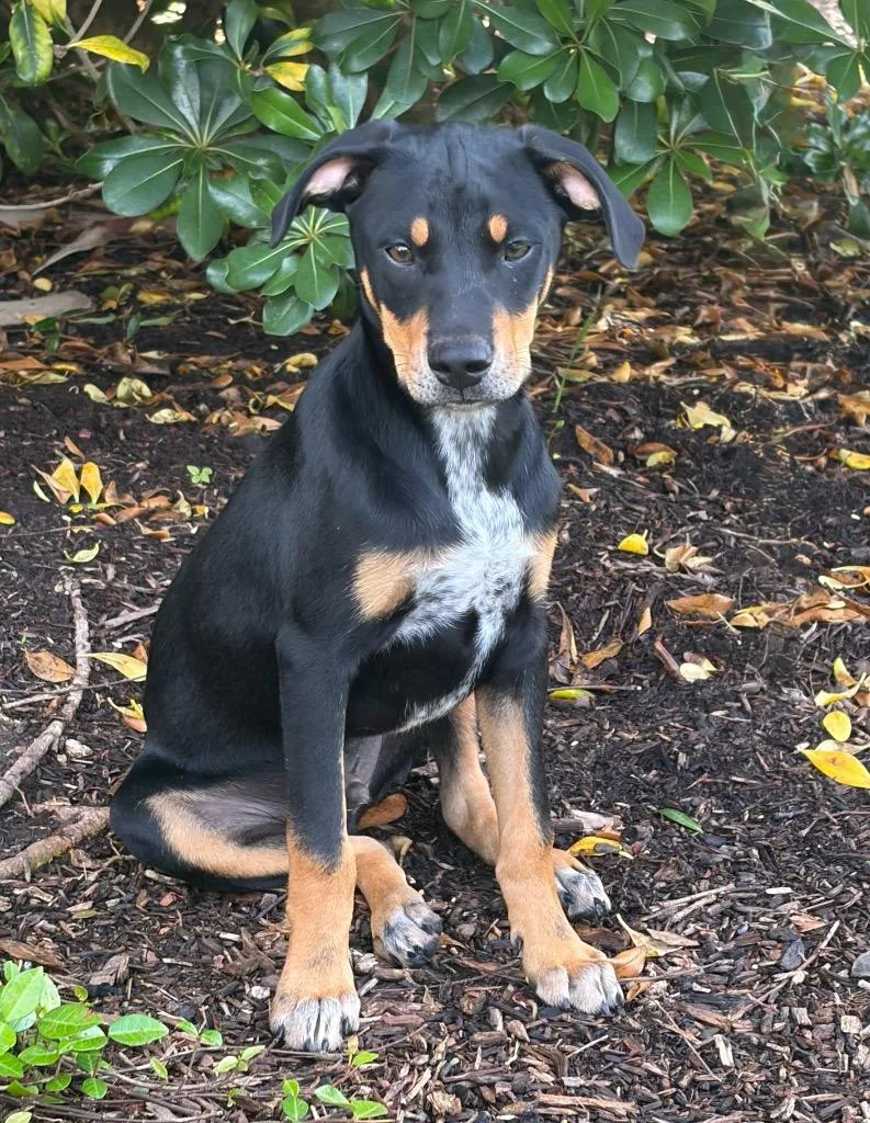 A young medium-sized male Black Miniature Pinscher dog named Nelson for adoption in Alvin, TX