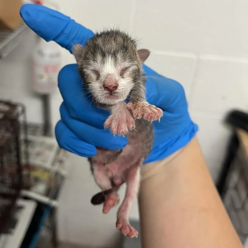 A baby small-sized male Gray / Blue / Silver Domestic Short Hair cat named Lee for adoption in Edinburg, TX