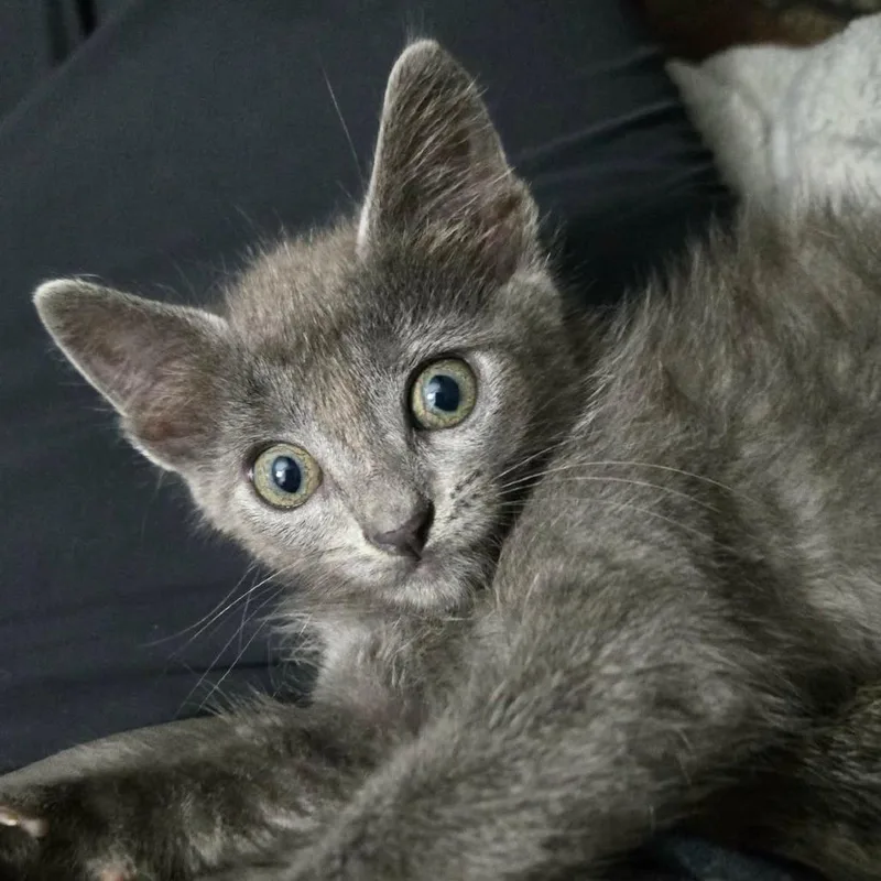 A baby small-sized male Gray / Blue / Silver Domestic Short Hair cat named Jasper JollyAR for adoption in Tallahassee, FL