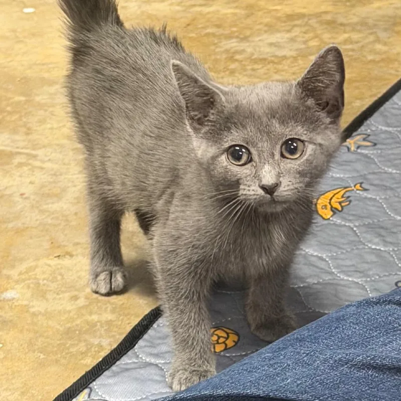 A baby small-sized female Tortoiseshell Domestic Short Hair cat named Primrose for adoption in HERNANDO, MS