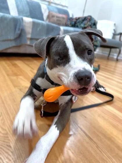 An adult large-sized male Mixed Breed dog named Todd for adoption in Washington, DC