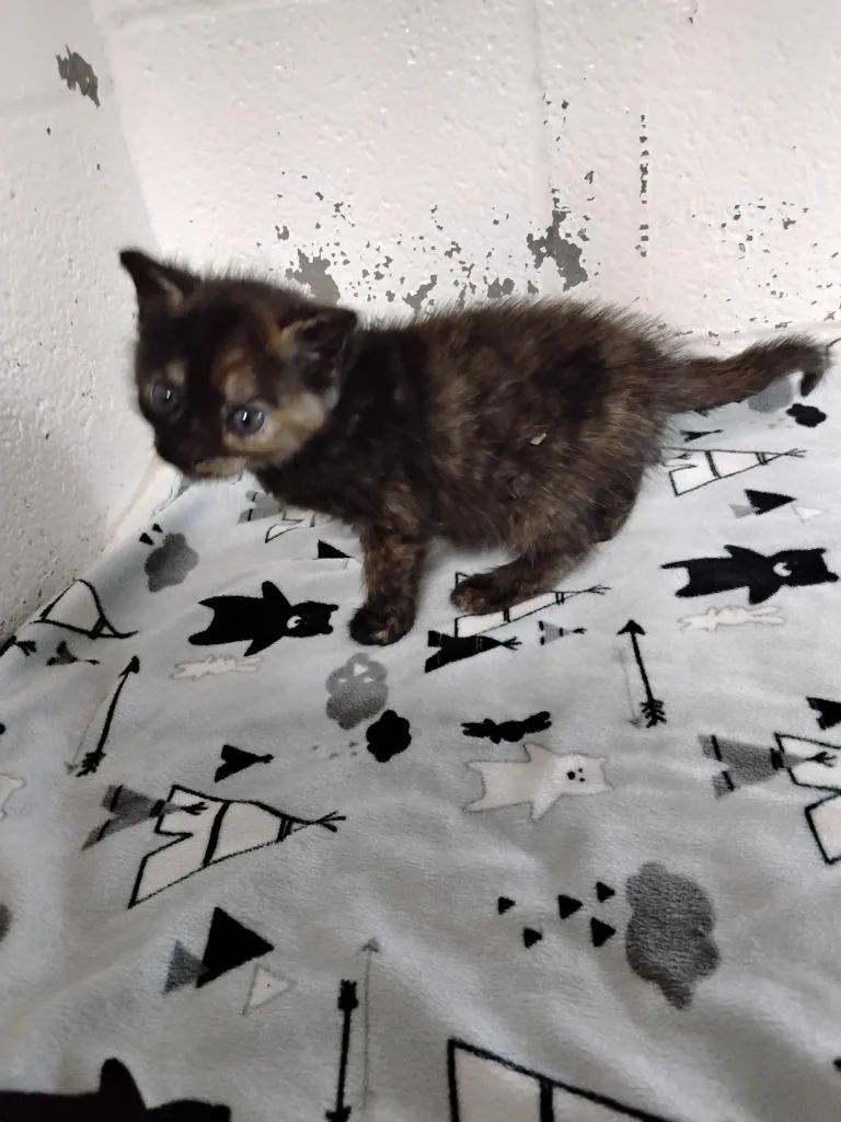 A baby small-sized female Domestic Short Hair cat named Dunky for adoption in Ada, OK