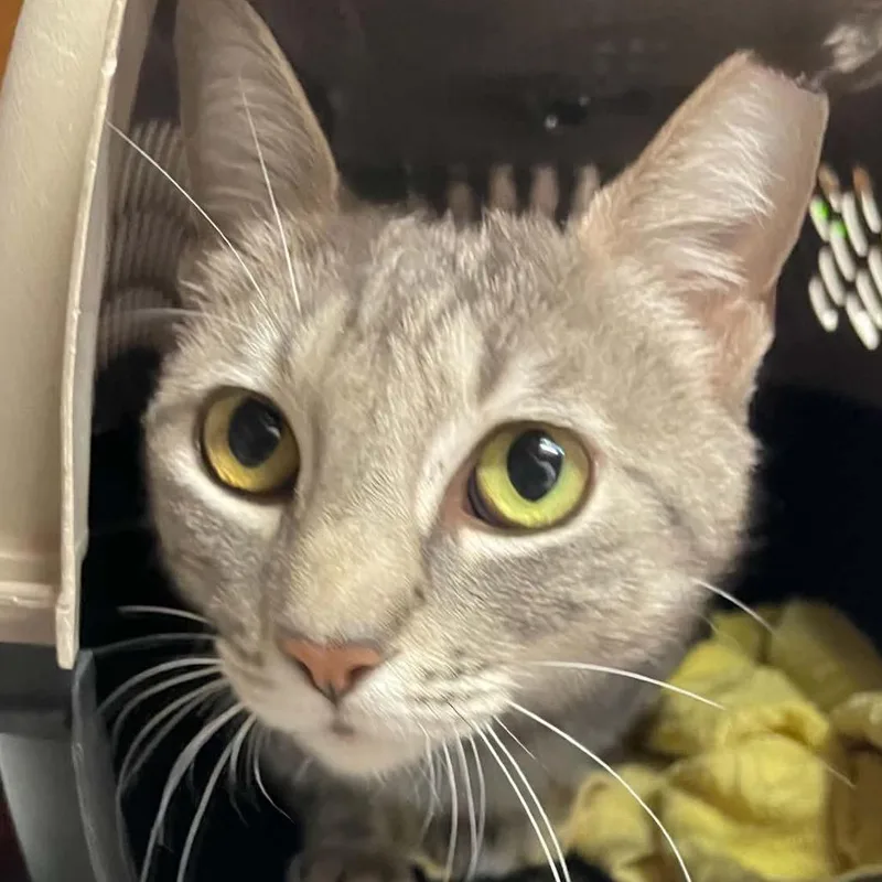 A young small-sized female Gray / Blue / Silver Domestic Short Hair cat named Willow for adoption in Hemet, CA
