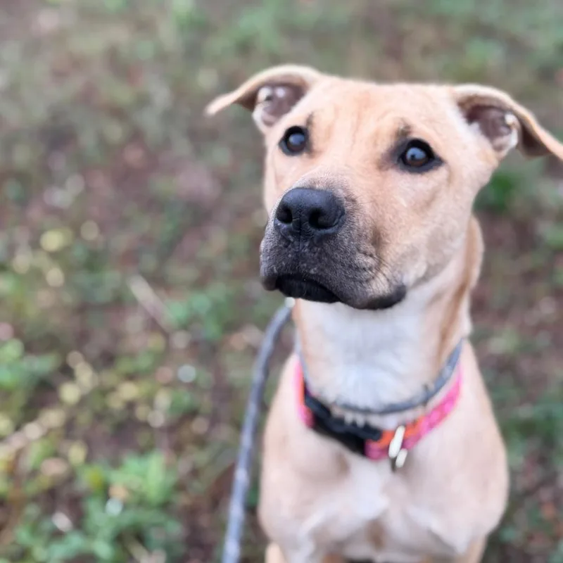 A young medium-sized female Yellow / Tan / Blond / Fawn Mixed Breed dog named Gi Gi for adoption in Charlton, NY