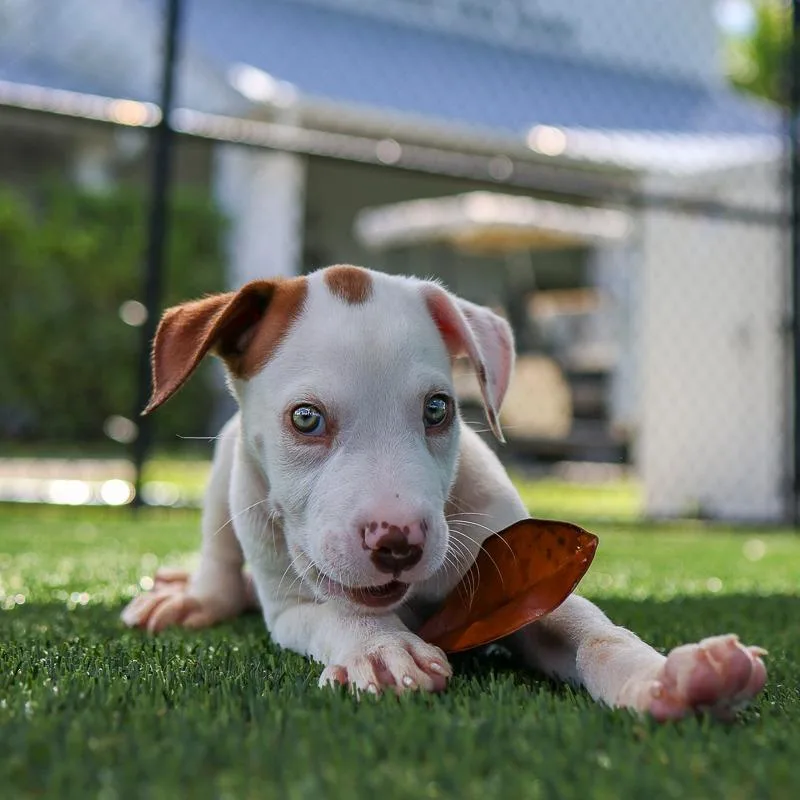 A baby medium-sized male White / Cream Mixed Breed dog named Cue for adoption in Bradenton, FL