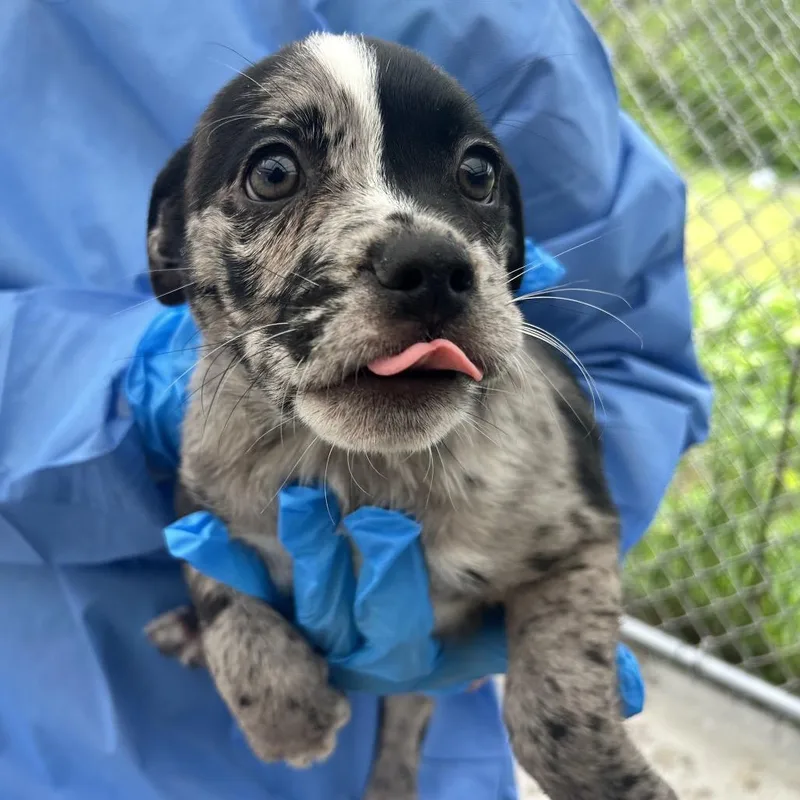 A baby small-sized male Black Mixed Breed dog named Kovu for adoption in Uniontown, PA