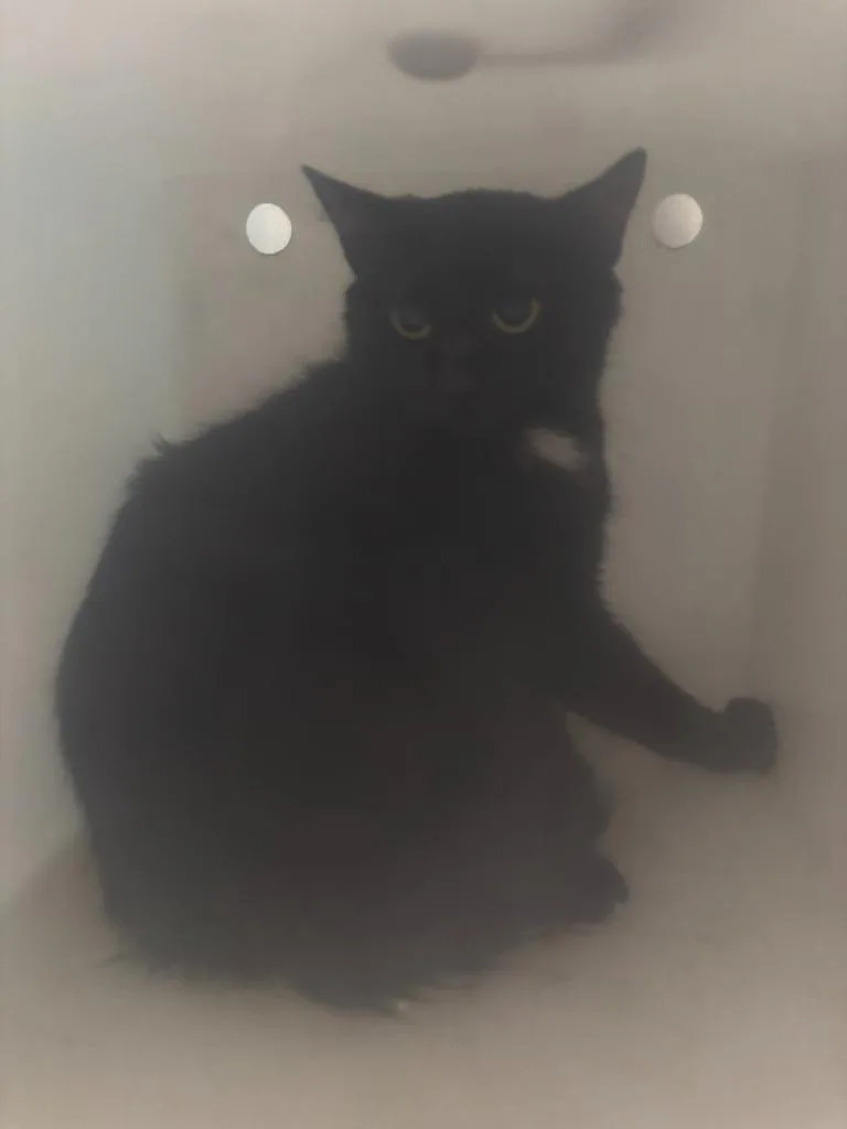 A young medium-sized female Domestic Short Hair cat named Remi for adoption in Warrenton, NC