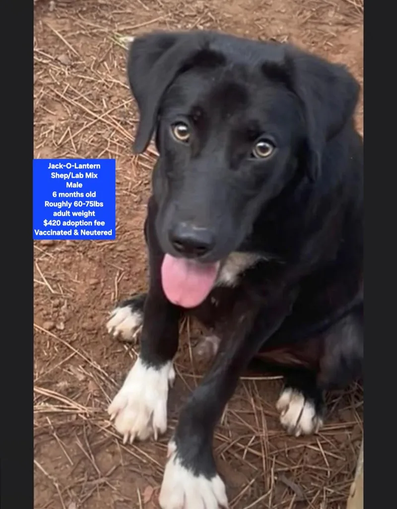 A baby large-sized male Shepherd dog named JackOLantern for adoption in Oviedo, FL