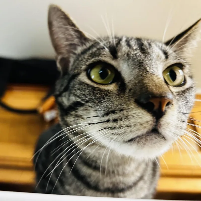 A young medium-sized female Brown / Chocolate Domestic Short Hair cat named Apple for adoption in Fort Worth, TX