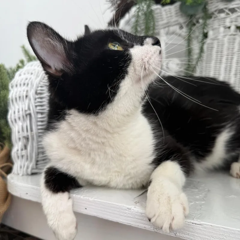 A young medium-sized male Black Domestic Short Hair cat named Sharp Dressed Man for adoption in Eaton Rapids, MI