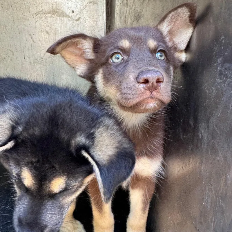A baby small-sized female Brown / Chocolate Shepherd dog named Sally for adoption in Birmingham, AL