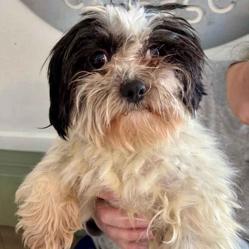 An adult small-sized male White / Cream Shih Tzu dog named Drew for adoption in Metamora, MI