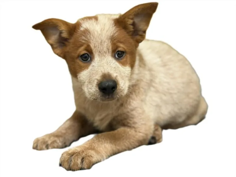 A baby small-sized male Australian Cattle Dog / Blue Heeler dog named Granola for adoption in Los Angeles, CA