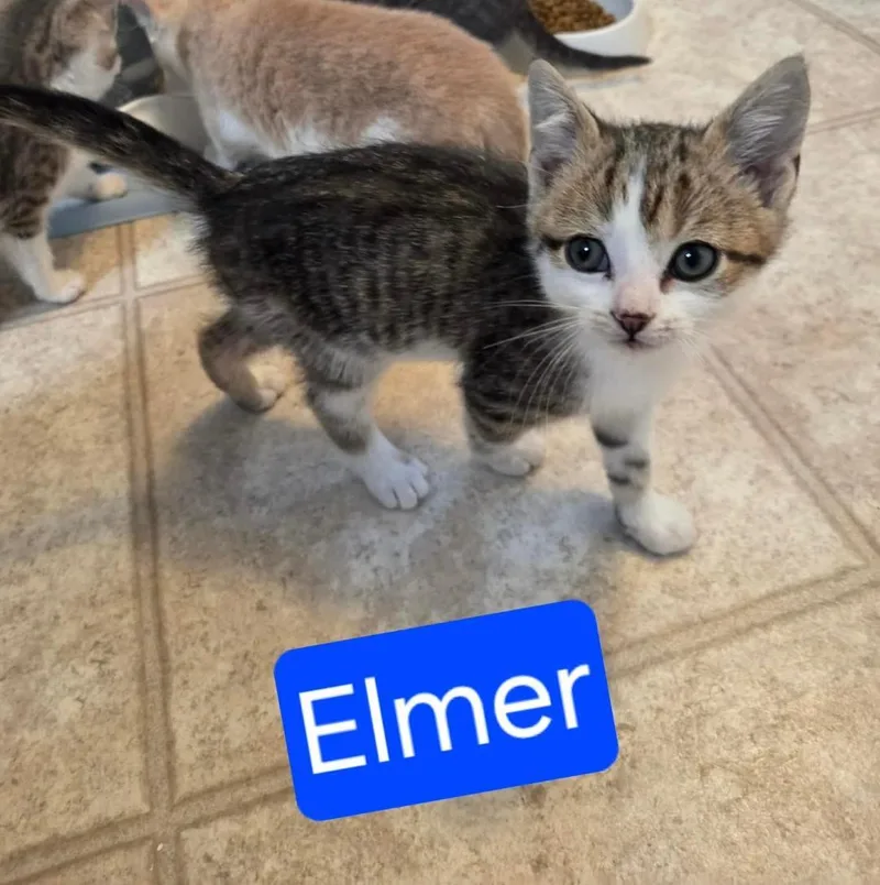 Elmer