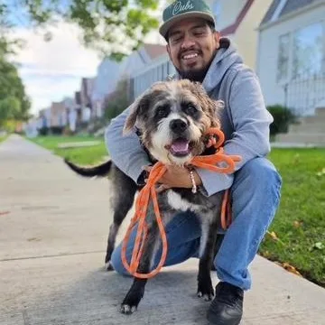 A young medium-sized male Terrier dog named Luka for adoption in Chicago, IL