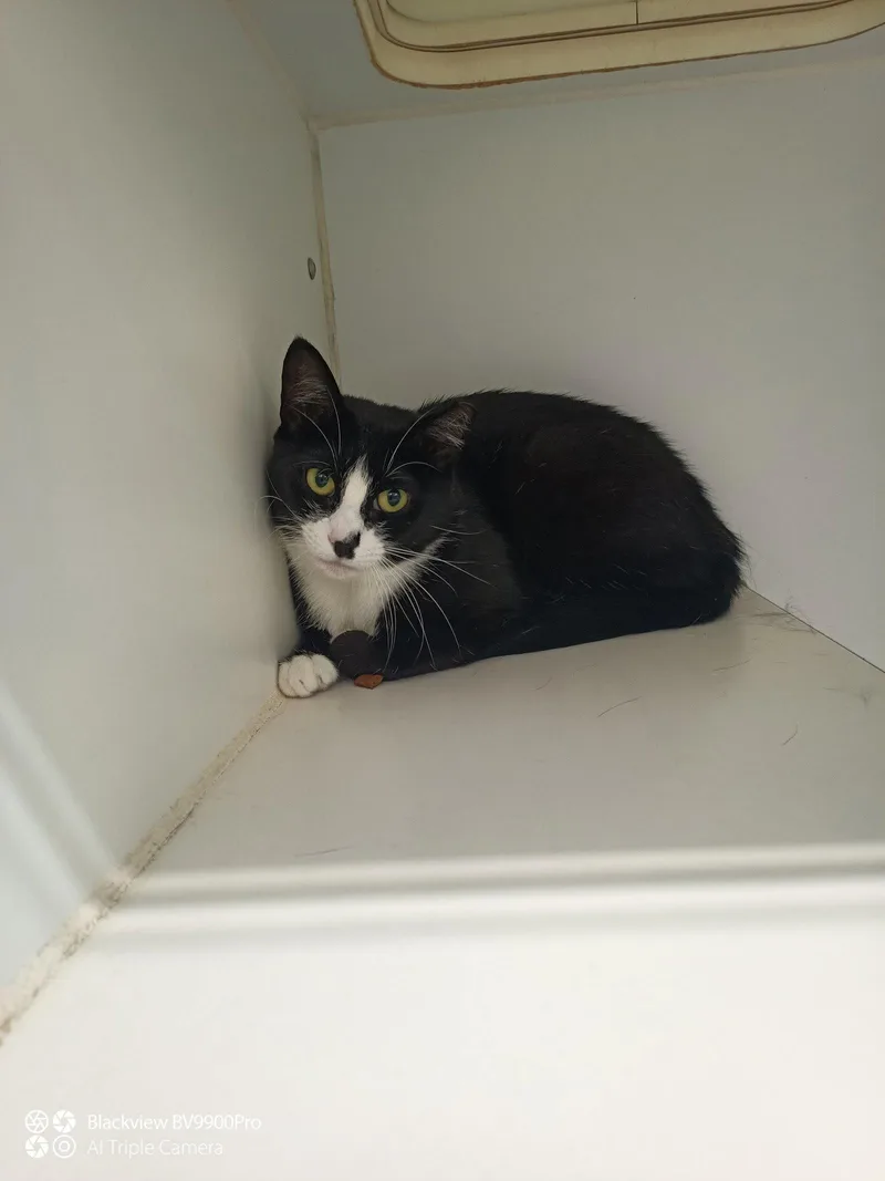 A young medium-sized female Domestic Short Hair cat named Pippi year Female for adoption in Sterling, MA