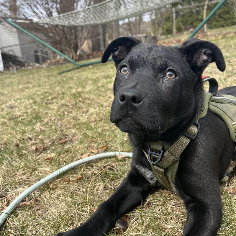 Saint Incredible  Local thumbnail 2