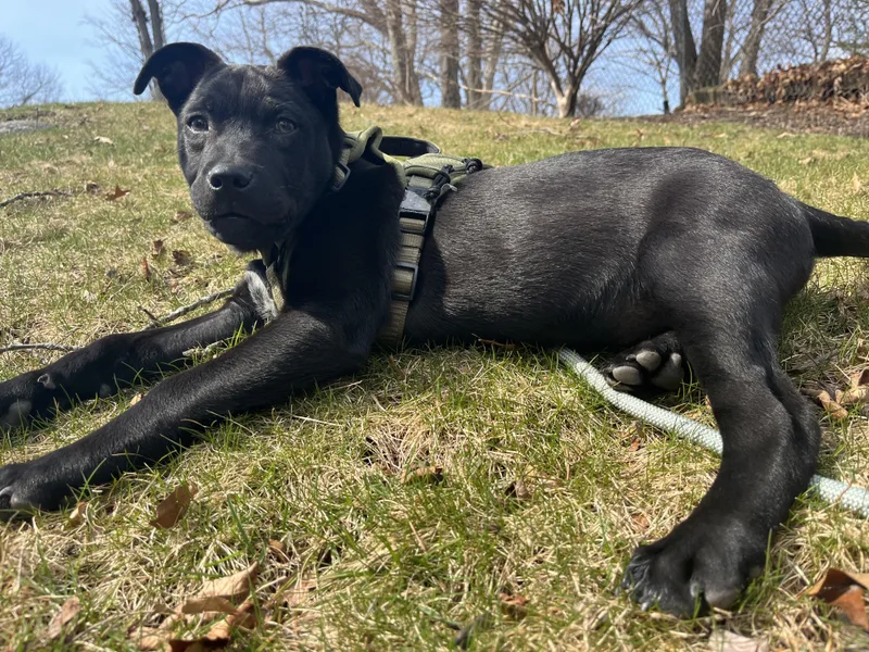 Saint Incredible  Local thumbnail 3