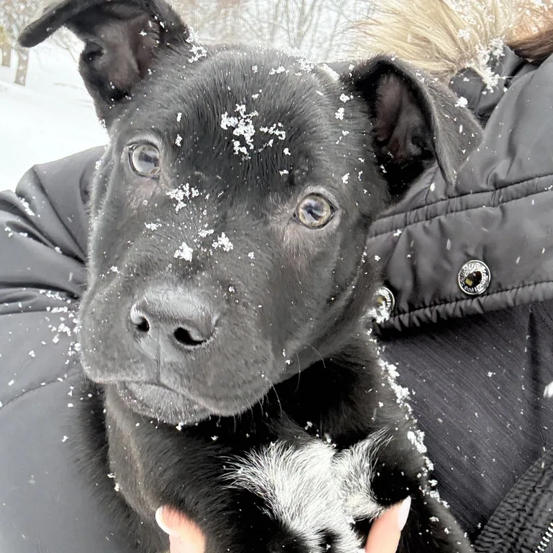 Saint Incredible  Local