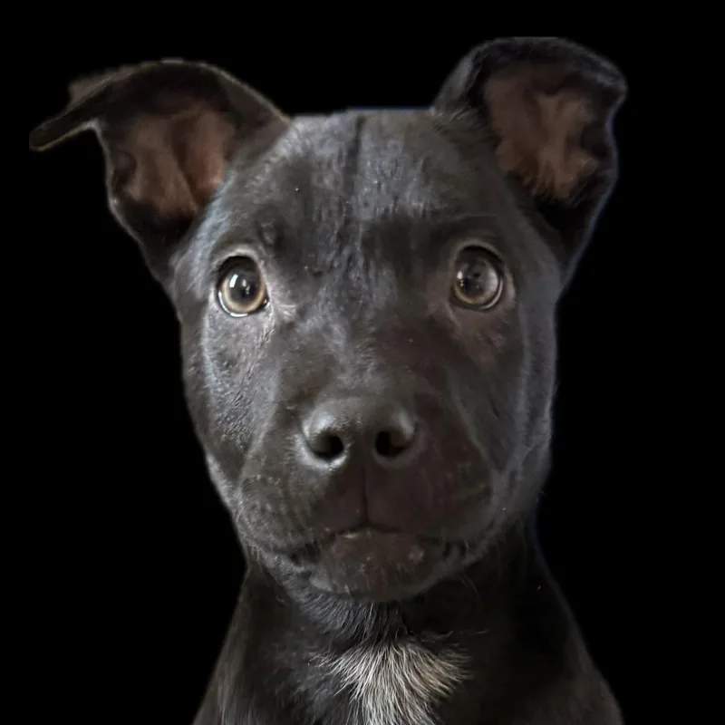 Saint Incredible  Local thumbnail 6