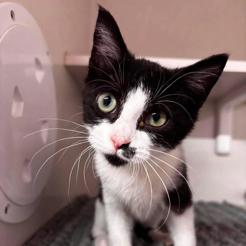 A baby small-sized female White Domestic Short Hair cat named Helen for adoption in Forest Park, IL