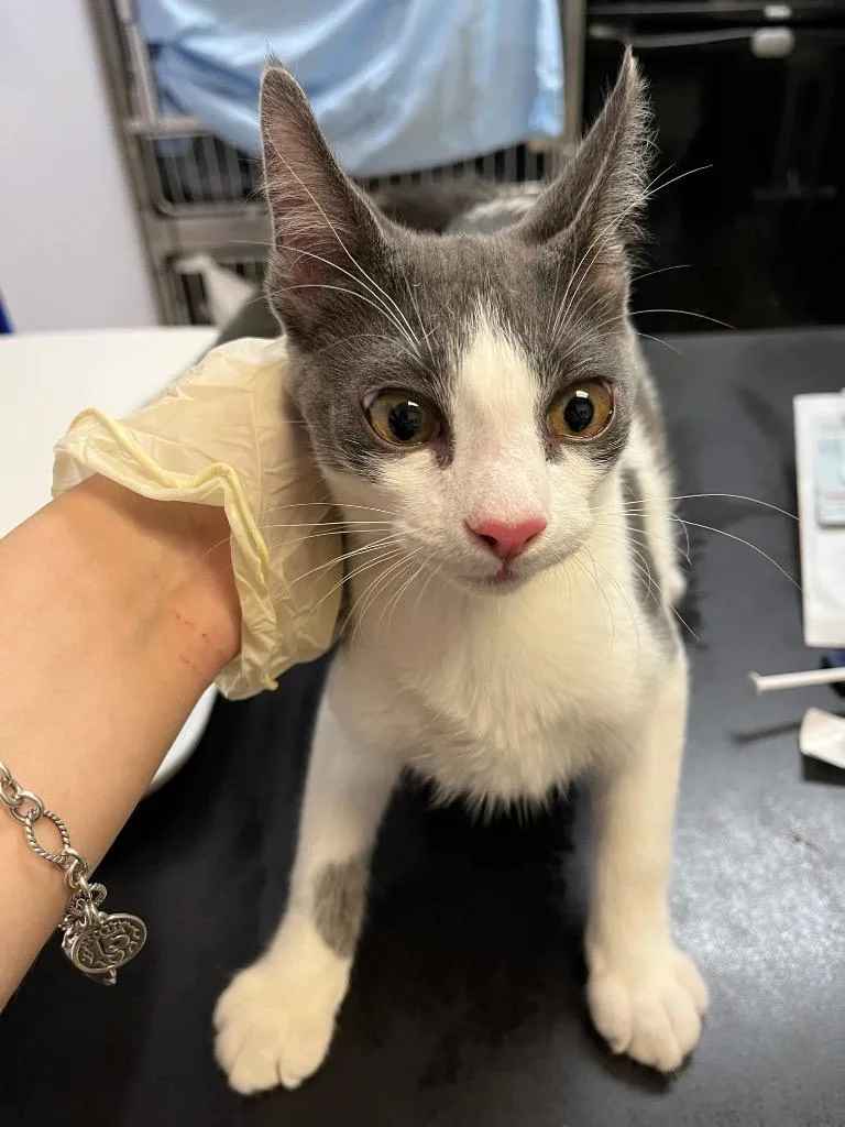 A baby small-sized male Domestic Short Hair cat named Loki for adoption in New Braunfels, TX