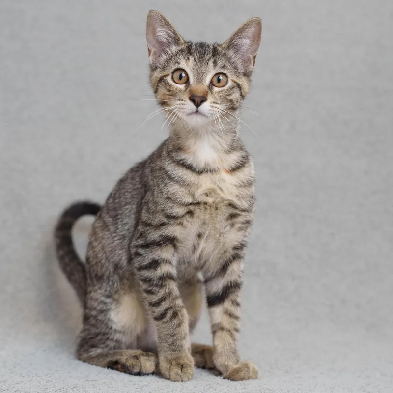 A baby small-sized female Torbie Domestic Short Hair cat named Peyton for adoption in Sunnyvale, CA