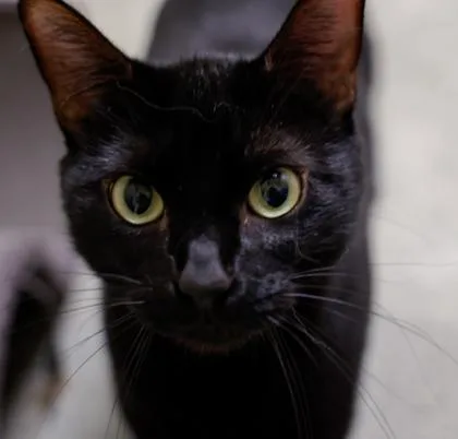 A young medium-sized female Domestic Short Hair cat named Starry for adoption in Verona, WI