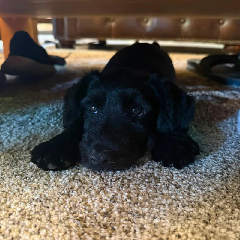 A baby medium-sized male Schnoodle dog named Ziggy for adoption in St. George, UT