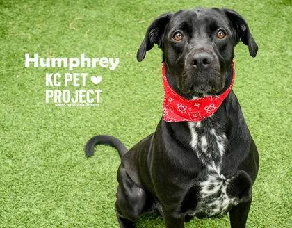 An adult large-sized male Black Mixed Breed dog named Humphrey for adoption in Kansas City, MO