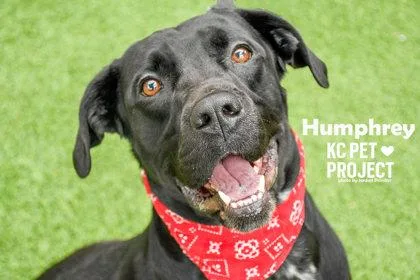 Humphrey thumbnail 2