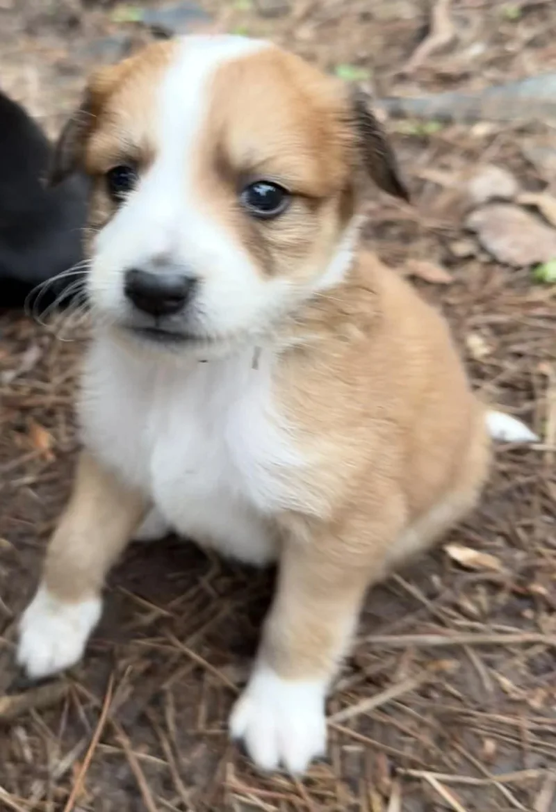 A baby small-sized female Mixed Breed dog named Sasha for adoption in Monona, WI