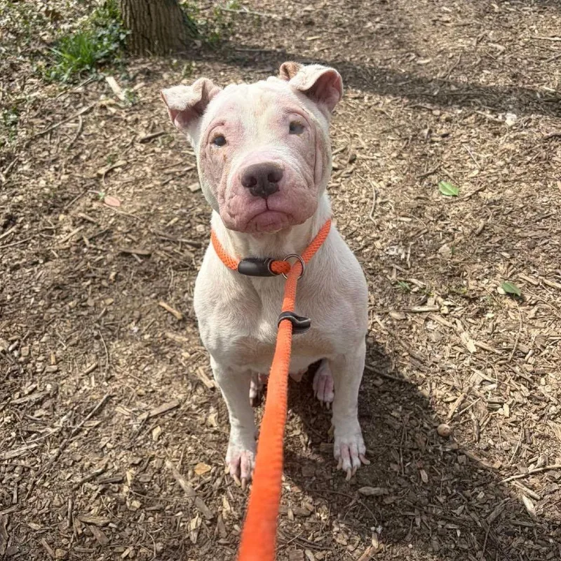 Snowball thumbnail 2