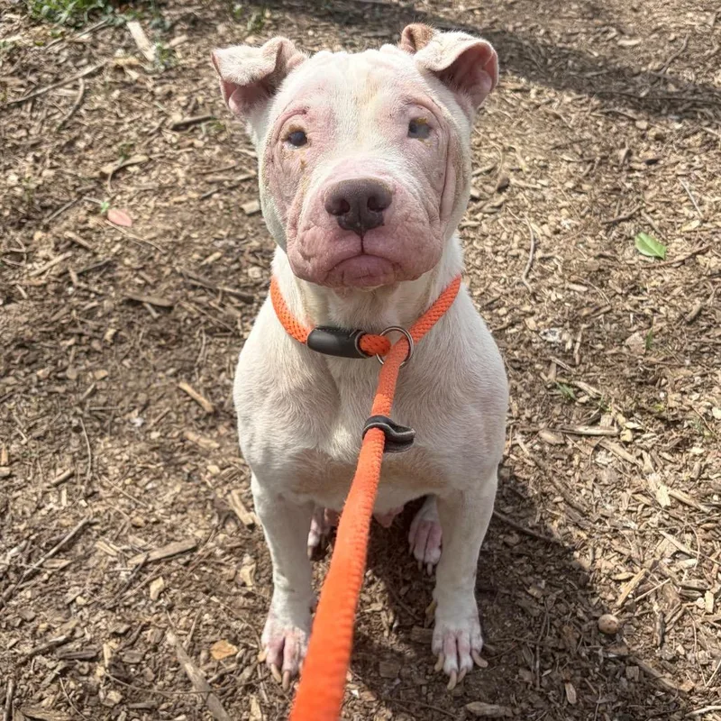 Snowball thumbnail 3