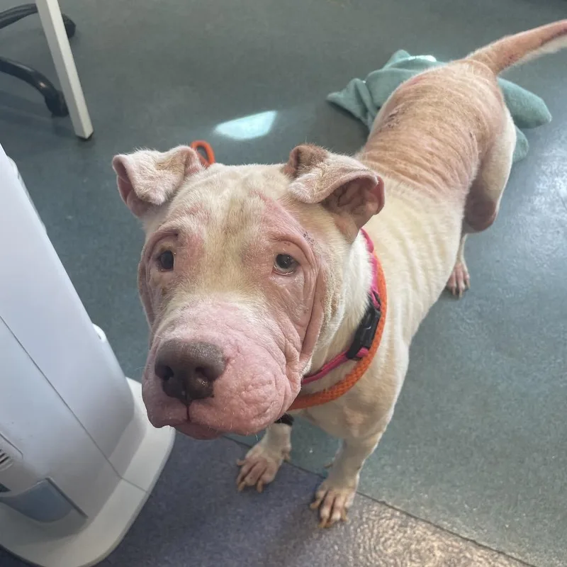 Snowball thumbnail 4