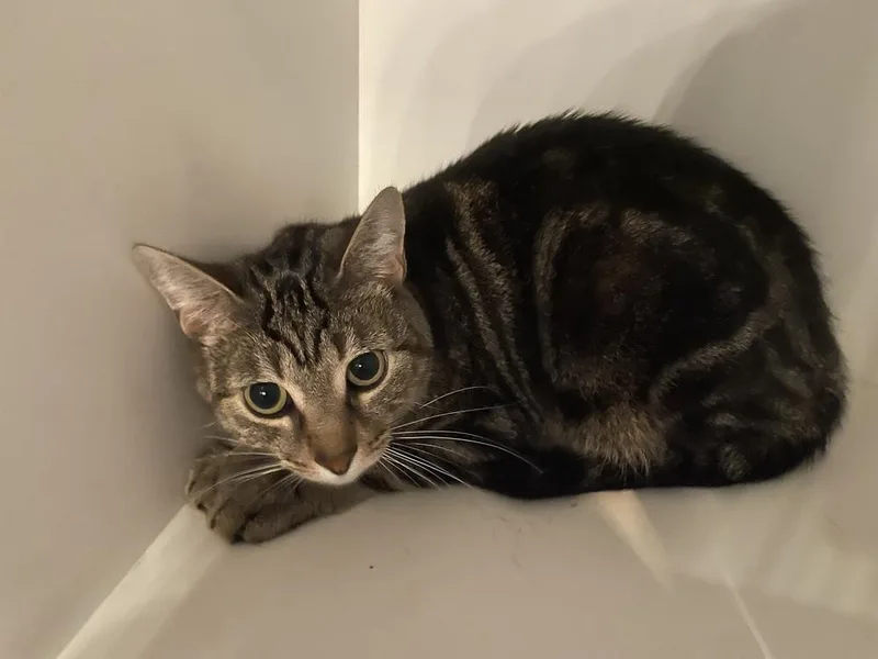 An adult medium-sized female Domestic Short Hair cat named Ducky for adoption in Ferndale, MI