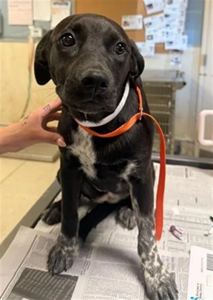 A baby small-sized female Australian Cattle Dog / Blue Heeler dog named Shyanne for adoption in Riverside, CA