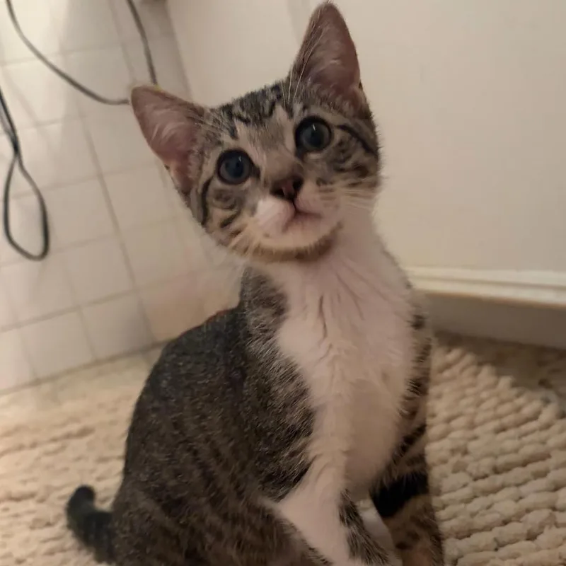 A baby small-sized female Gray / Blue / Silver Domestic Short Hair cat named Bailey for adoption in League City, TX