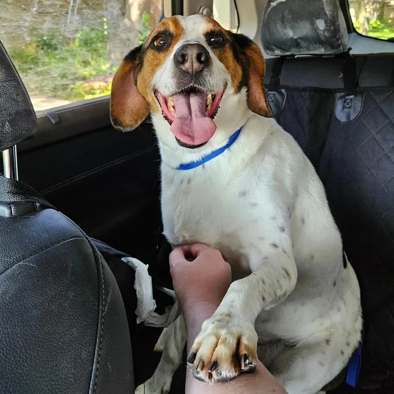 An adult large-sized female Tricolor (Brown, Black, & White) Coonhound dog named Scout for adoption in Dallas, TX
