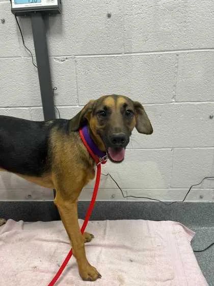 A young medium-sized female Mixed Breed dog named Ruby for adoption in Sevierville, TN