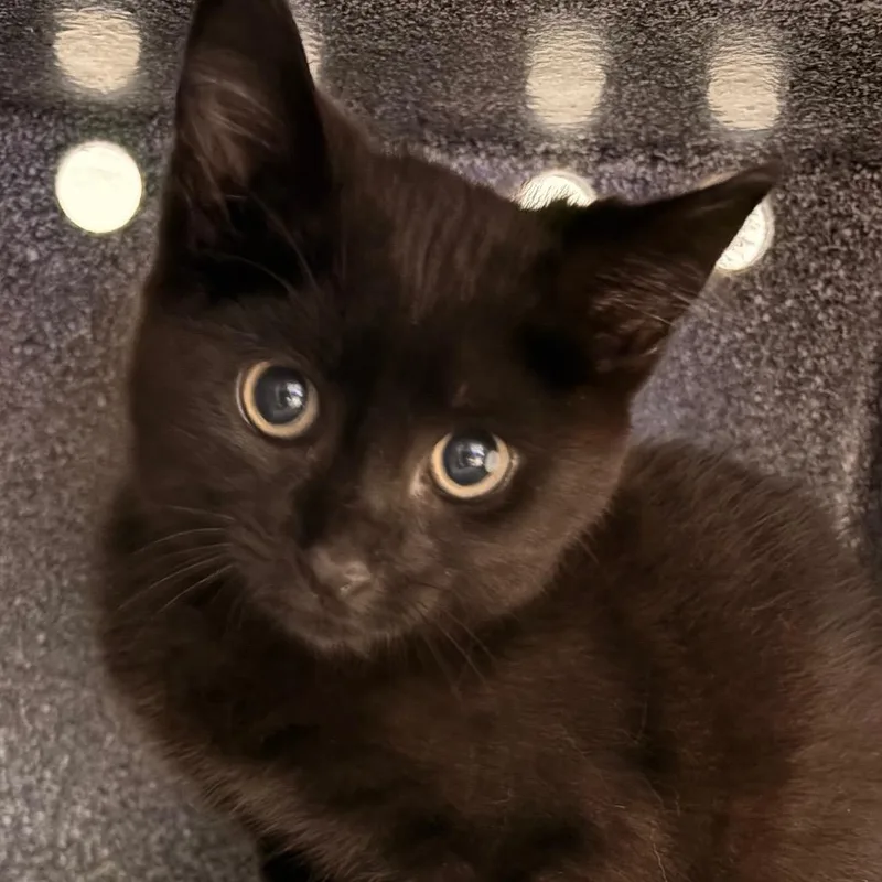 A baby small-sized male Black Domestic Short Hair cat named Kissy for adoption in Greenville, SC