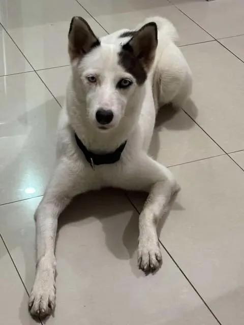 An adult medium-sized female White / Cream Husky dog named Valentina for adoption in Bayamon, PR