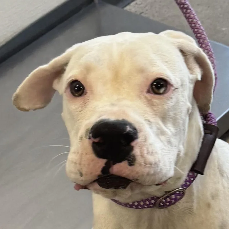 A young medium-sized male White / Cream Mixed Breed dog named 112052 for adoption in Las Cruces, NM