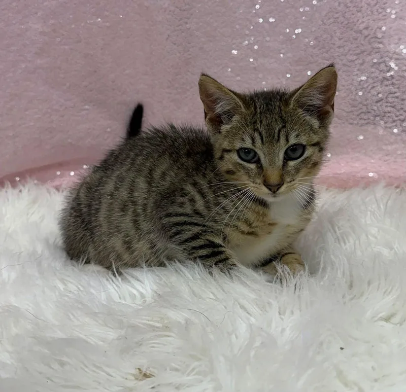 A young medium-sized female Domestic Short Hair cat named Dove for adoption in Clarkesville, GA