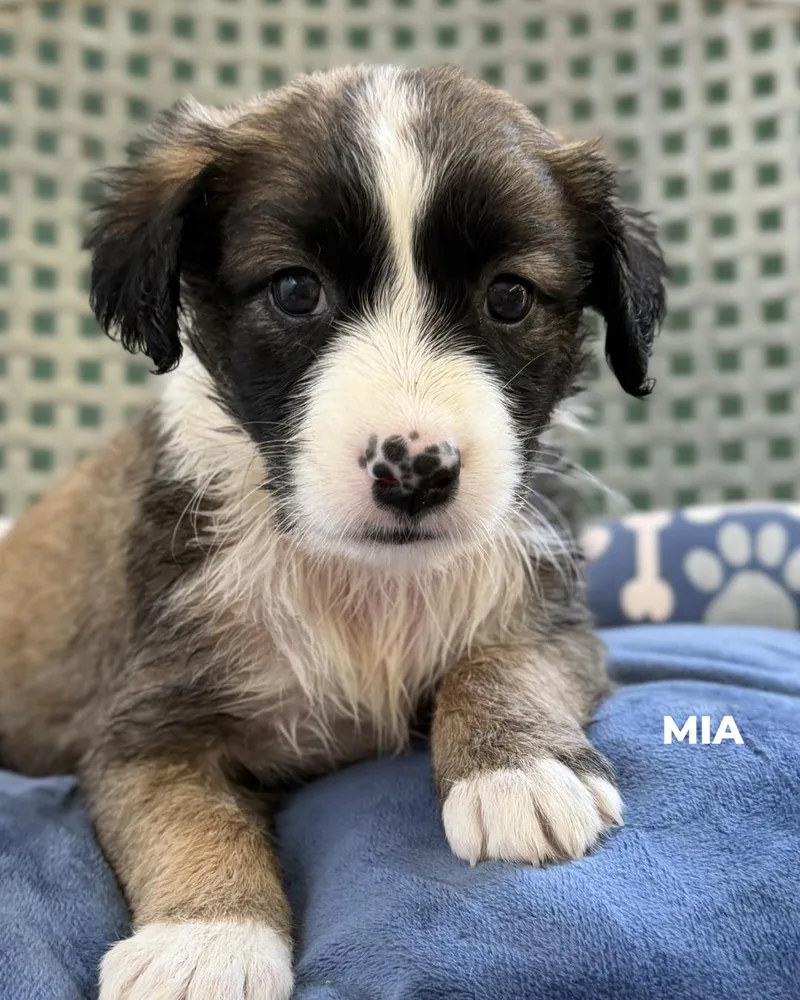 A baby medium-sized female Labrador Retriever dog named Mia for adoption in Los Angeles, CA